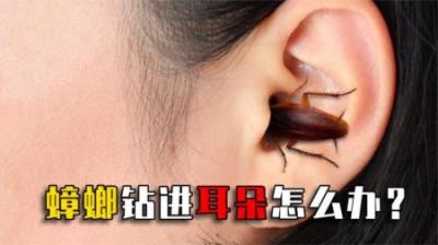 蟑螂钻进小伙广东耳朵，还在里面产卵？怎么才能把它取出来？