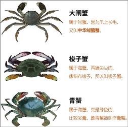 螃蟹的正确吃法！让蟹死个明白…