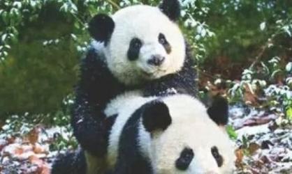 大熊猫啪啪啪前，居然还要看「猫片」？