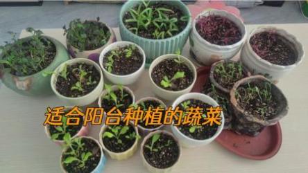 适合在阳台种植的美味及相关知识[ali]