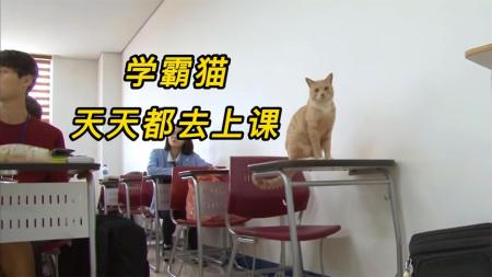 《老师与流浪猫》解说文案老师与流浪猫—寻回那只猫