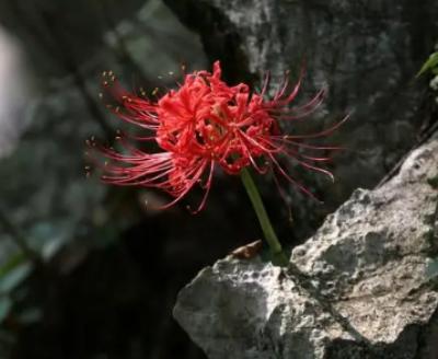 彼岸花的花语与象征