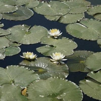 【爱情】端午写给爱人的祝福语（端午送给爱人的祝福语大全简短）