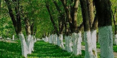 树干底部为何通常被刷成白色？