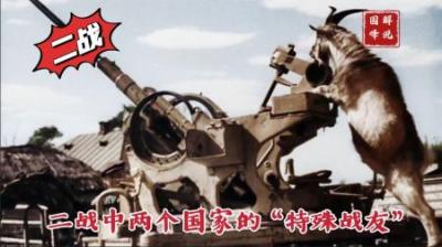 二战纪录片：两个国家的“特殊战友”，极寒之地它果然厉害