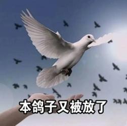 为啥鸽子会有拖延的含义？