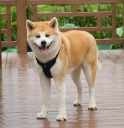 秋田犬的嚎叫之谜：狗界中的&ldquo;狼影&rdquo;