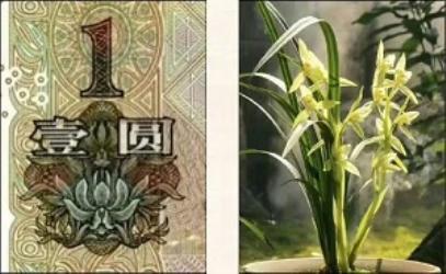 人民币上的花都是什么花？