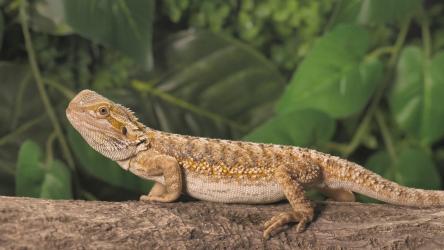 蜥蜴在大自然中寻找晚餐爬行动物 Reptile:在大自然中，棕色蜥蜴在树干上行走并寻找晚餐。动物在它们的栖息地。阿甘，小龙，鬣蜥。棕色蜥蜴。