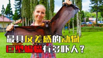 世界上最具反差感的动物：菲律宾巨型蝙蝠，比小孩还大的鸡！