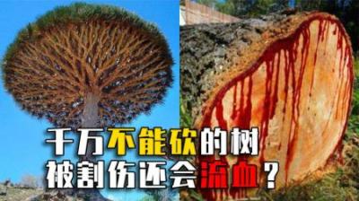 揭秘行业内幕：美国伐木工为啥成高危职业？加特林砍树效率更高？