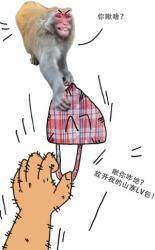 动物也有方言吗？中国吗喽：你瞅啥？日本猴：口你七哇~