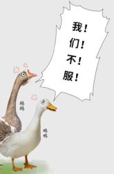 为什么有鸭绒、鹅绒，却没有鸡绒羽绒服？