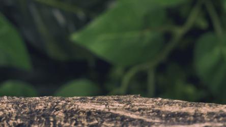 绿色变色龙在原木上行走爬行动物 Reptile:绿色变色龙在原木上缓慢而小心地行走，同时四处张望。