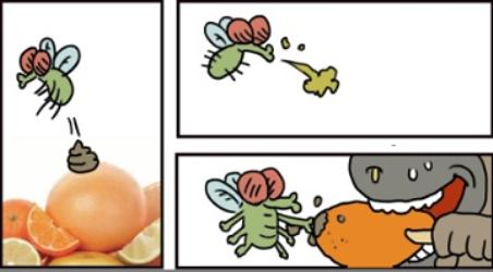 如何科学打死一只苍蝇？尝试切它后路！