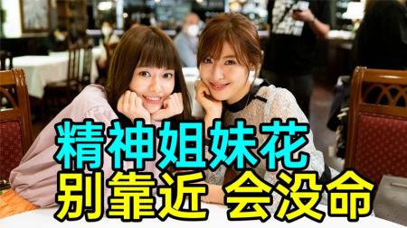 《姐妹9》岛国精神姐妹花，男人靠近全变渣！超迷惑日剧《姐妹9》