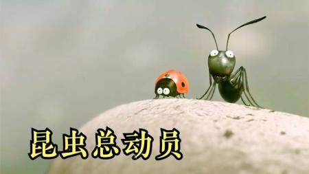 《昆虫总动员》七星瓢虫和黑蚁难兄难弟，互帮互助《昆虫总动员》