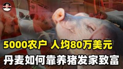 国土面积不到中国一个省的丹麦，为什么能把养猪干到世界第一？