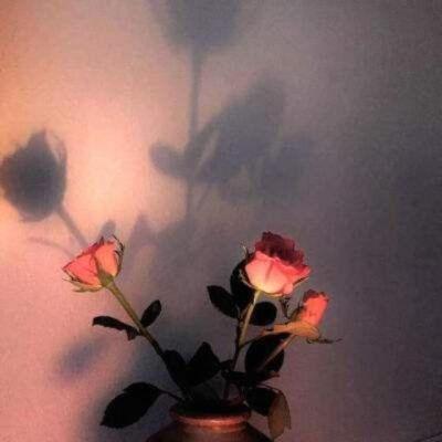 【正能量】表白明星的温柔文案激励自己（表白偶像文案短句）