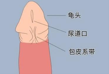 男生丁丁上都有的这根线，到底是什么？