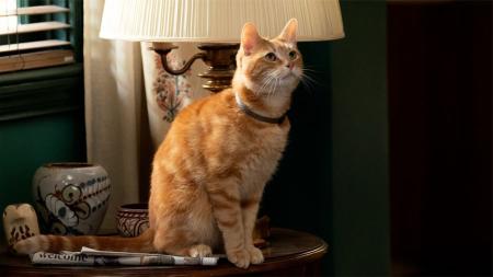 漫威《惊奇队长2》猫猫产卵？雷神客串？观影前你需要知道的内容