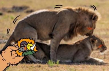 为什么动物有固定发情期人却365天都在发情？