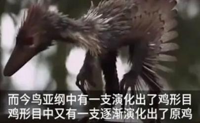 人类驯化鸡不是为了肉？