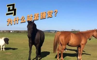 为什么马能站着睡觉？(详)