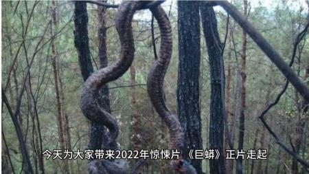 2022最新惊悚片《巨蟒》科考小队在热带雨林中遭到巨蟒袭击