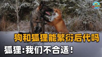 狗和狐狸能繁衍后代吗？狐狸：我比你大一千万岁，不适合配对！