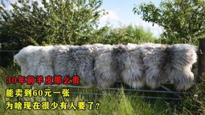 30年前的羊皮那么贵，能卖到60元一张，为何现在几乎没人要了？