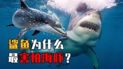 海洋霸主鲨鱼，为什么会害怕温顺的海豚？海豚秘密武器令人惊叹！