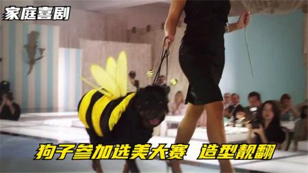 9分钟看完家庭喜剧《富贵吉娃娃2》狗子为帮主人还债，强行参加选美比赛，阴差阳错获得25万美元奖金