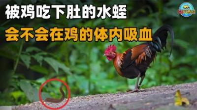 为什么水蛭能在人体内存活好几年，却无法寄生在鸡体内？