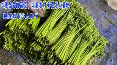 5种含毒的蔬菜，以前农村有很多人都吃，现在却很少人吃了