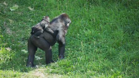 野生动物园里的大猩猩猴子 Monkey:一只大猩猩背着他的孩子沿着野生动物园的小路走着，后面跟着另一只大猩猩在草地上前进。