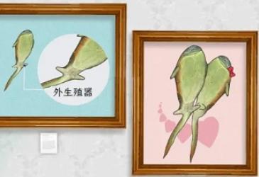 为什么鸡没有丁丁，而鸭子有丁丁？