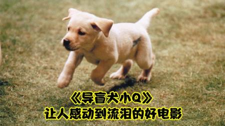 《导盲犬小Q》导盲犬小Q日本，它被骂哭，我才发现盲的是我们，高分暖心电影