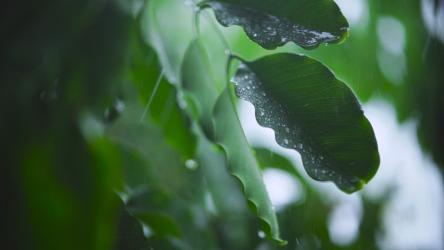 被雨水淋湿的树叶的特写镜头更多 More:一棵树的绿叶被雨水淋湿，雨水轻轻移动树叶就会慢慢落下，这是一张非常近的照片。