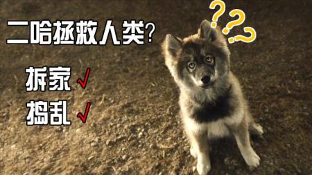 《多哥》：有这么一只二哈拆家捣乱但还能救你高分催泪电影《多哥》