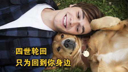《一条狗的使命》：忠犬轮回三次守护女孩，陪伴她结婚生子，高分奇幻催泪喜剧电影