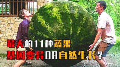 世界最大11种蔬果：1200公斤南瓜、300斤西瓜，真的能吃吗？