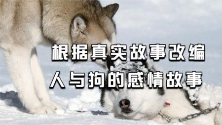 《南极大冒险》：《南极大冒险》：都是哈士奇，为什么你家的只会拆家？