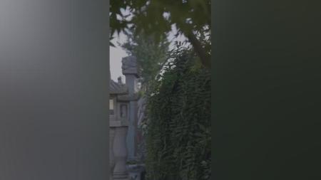 《凤凰台》解说文案《凤凰台》种下梧桐树引得凤凰来