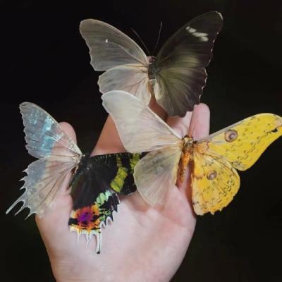 【励志】初中vlog日常学习励志（学习vlog高中生）