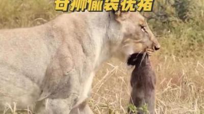 母狮偷袭疣猪#动物世界 #野生动物零距离 #神奇动物在抖音 #母狮