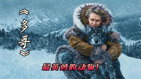 一人十狗狂奔426公里，拯救50多个孩子的生命，高分电影《多哥》