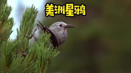 悬疑电影《记忆大师》解说文案片源素材