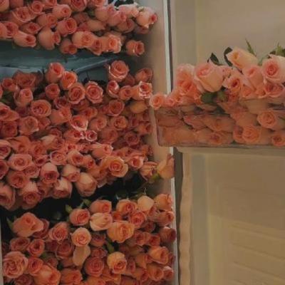 【唯美】祝福一句唯美句子（祝福的话简短唯美短句）