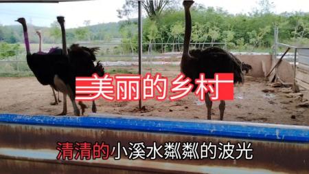 《美丽的乡村》解说文案剧评整剧剧评-电视剧解说文案